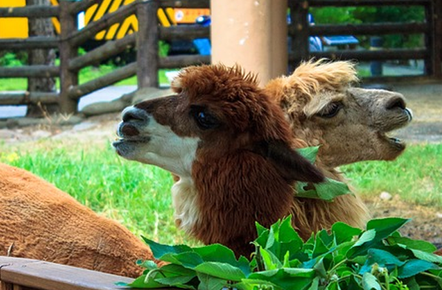 台北市立動物園チケット