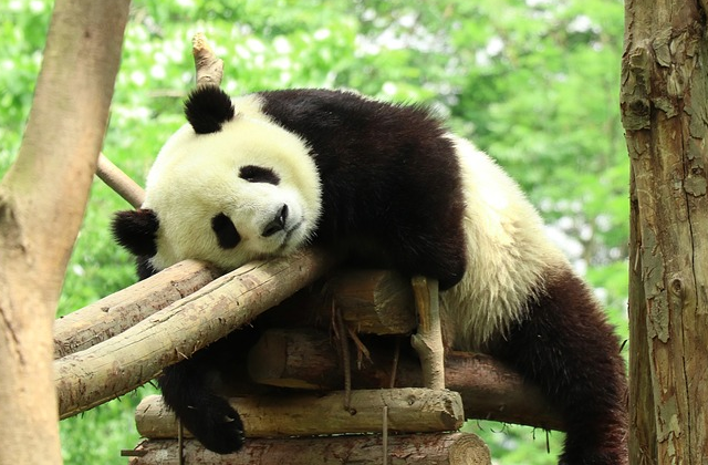 台北市立動物園チケット
