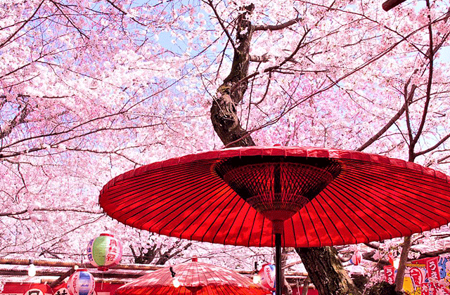 [엔데이트립] 교토 아라시야마 버스투어 - 1명부터 출발!