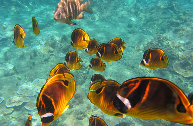 Boracay: Discover Scuba Diving