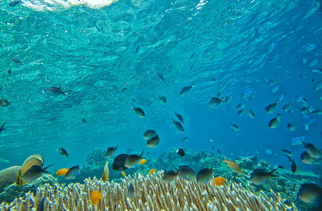 아름다운 참섬에서 즐기는 호핑 투어