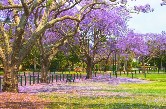 브리즈번 공항 픽업 & 주요 명소를 만나는 투어 (첫날 투어 추천)