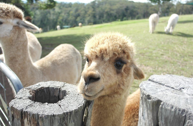 쥬라기공원 촬영지 래밍턴 국립공원 & 탬버린 마운틴 일일 투어