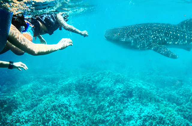 세부 오슬롭 고래상어 & 투말록 폭포 단독 투어 (WAUG Originals)