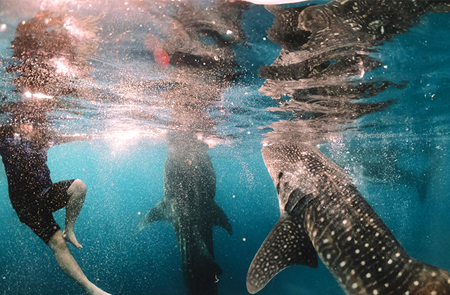 세부 오슬롭 고래상어 & 투말록 폭포 단독 투어 (WAUG Originals)