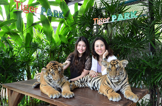 파타야 타이거 파크 입장권 & 체험 패키지