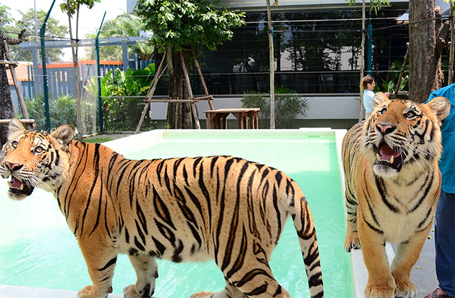 파타야 타이거 파크 입장권 & 체험 패키지