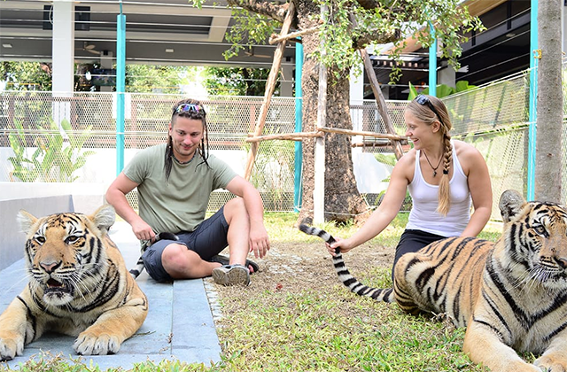 파타야 타이거 파크 입장권 & 체험 패키지