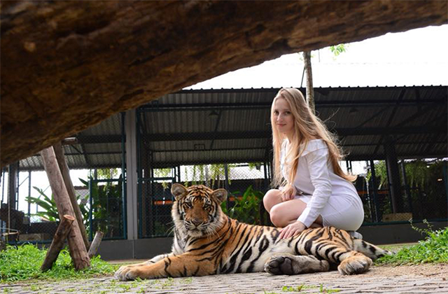 파타야 타이거 파크 입장권 & 체험 패키지