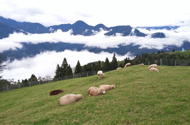 南投·清境農場チケット