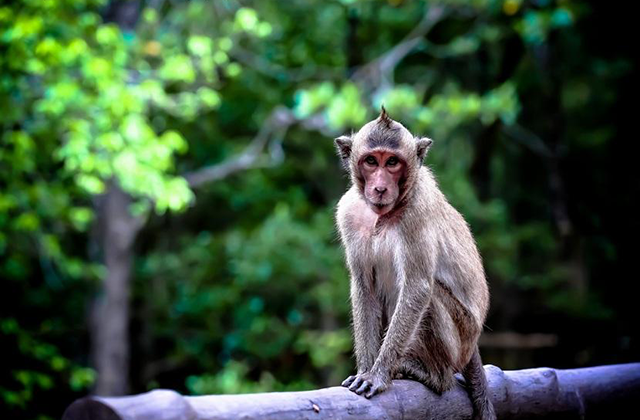 호치민 출발: 껀저 투어 '맹그로브 숲과 원숭이 섬'