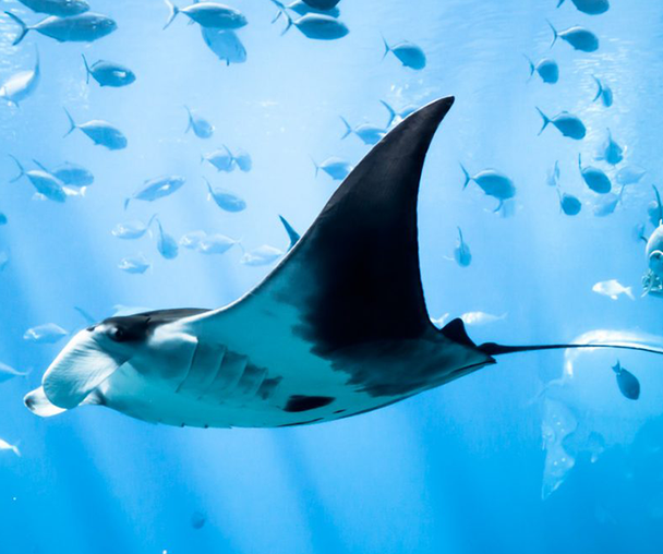 activity_detail_image