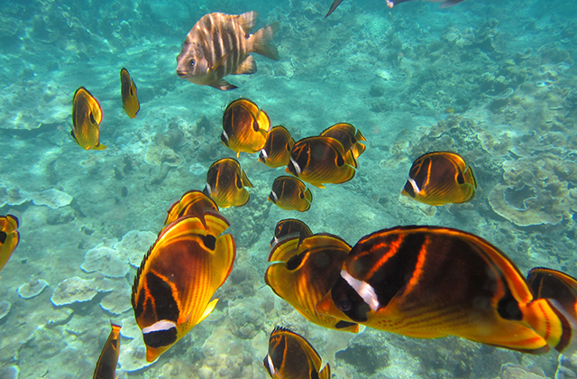 하와이 빅아일랜드 디럭스 코나 스노클링 & 돌핀 크루즈 투어