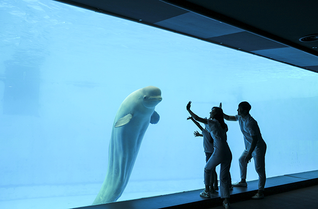 경남 거제 씨월드 입장권