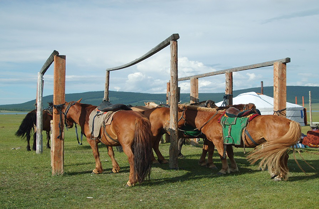 [투어랑] [1.5일] 몽골 테를지 국립공원 게르 투어