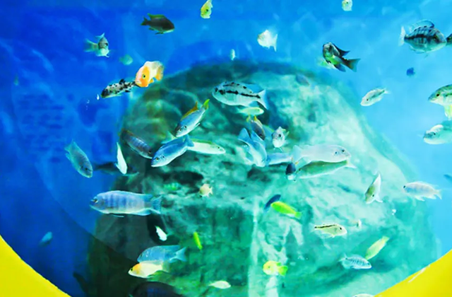 대전 아쿠아리움 입장권 (체험동물원 포함)