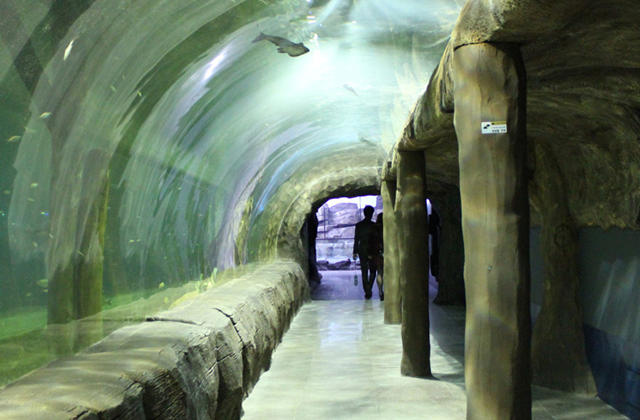 대전 아쿠아리움 입장권 (체험동물원 포함)