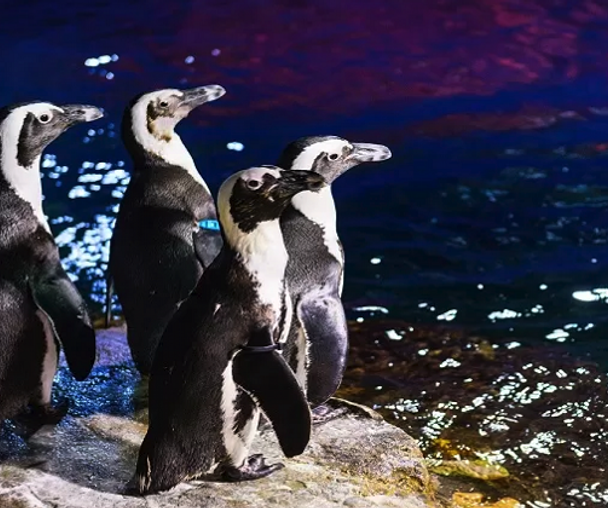 activity_detail_image