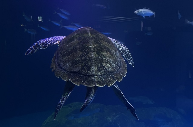 activity_detail_image