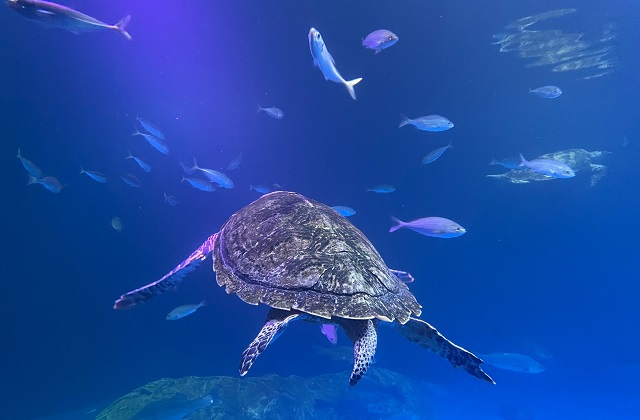 activity_detail_image