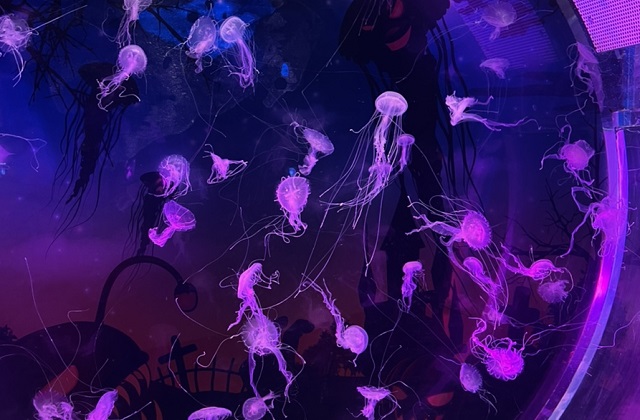 activity_detail_image