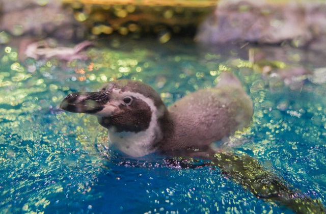 activity_detail_image