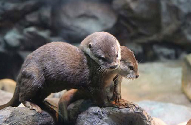 activity_detail_image