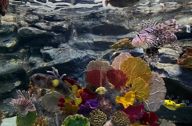 activity_detail_image