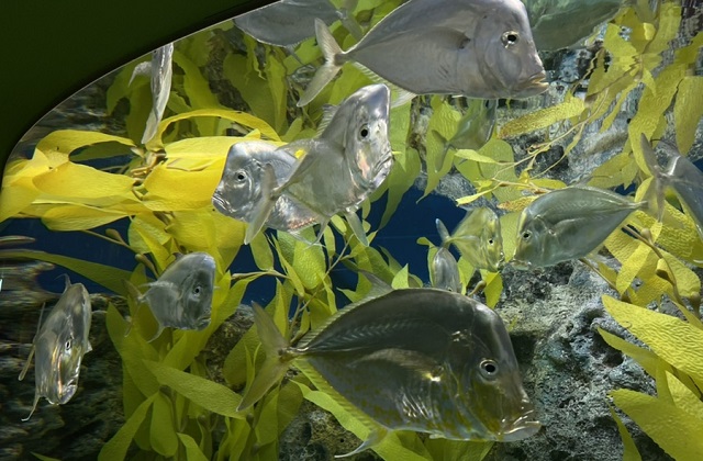 activity_detail_image