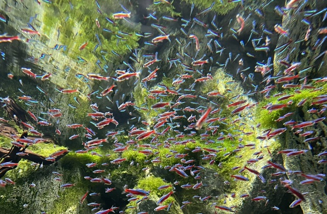 activity_detail_image