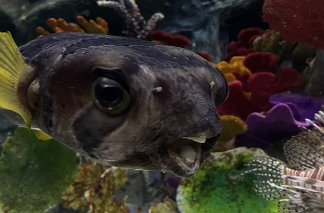 activity_detail_image