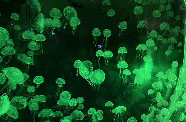 activity_detail_image