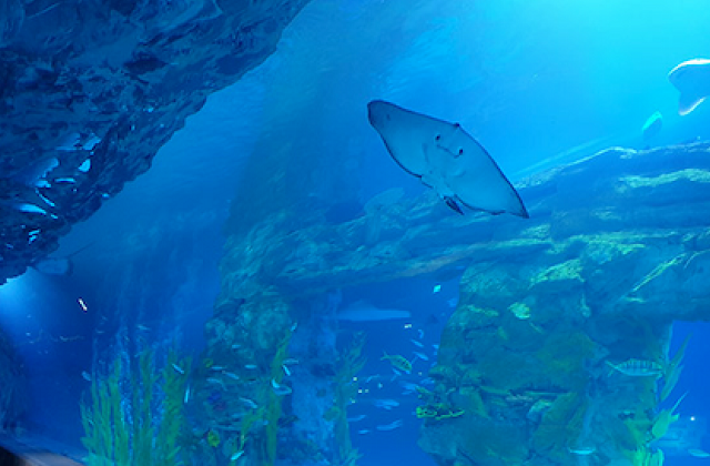 activity_detail_image