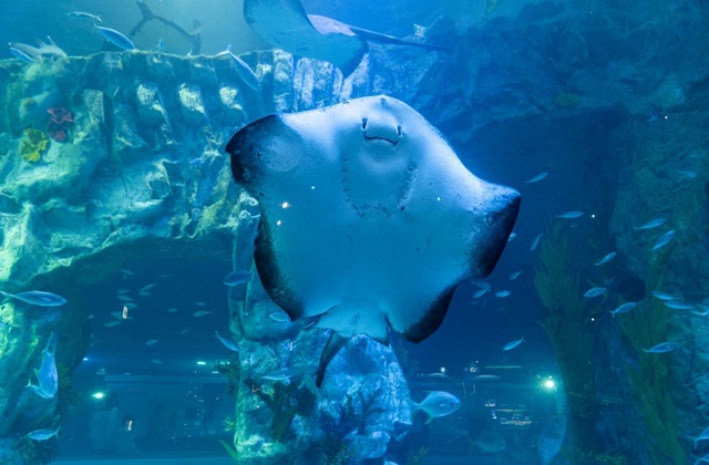 activity_detail_image