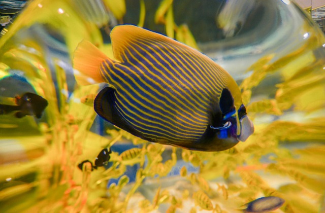 activity_detail_image