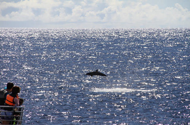 괌 K 돌핀크루즈 투어
