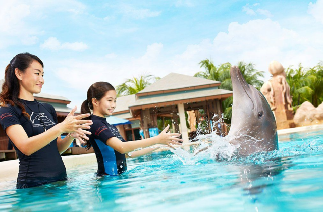 싱가포르 돌핀 아일랜드 체험 (어드벤처 코브 입장권 포함)