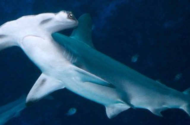 싱가포르 오셔너리움 인사이더 익스피리언스 (VIP 투어)