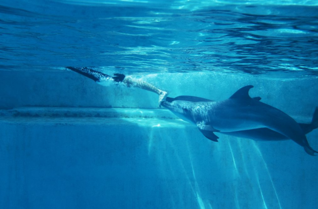 싱가포르 오셔너리움 인사이더 익스피리언스 (VIP 투어)