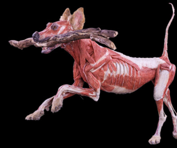 activity_detail_image