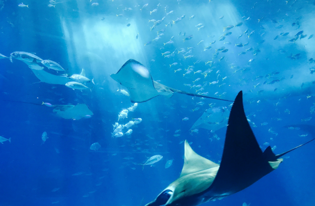 하와이 빅아일랜드 선셋 만타레이 스노클링 투어