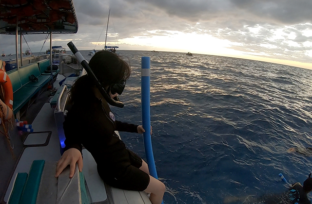 하와이 빅아일랜드 선셋 만타레이 스노클링 투어