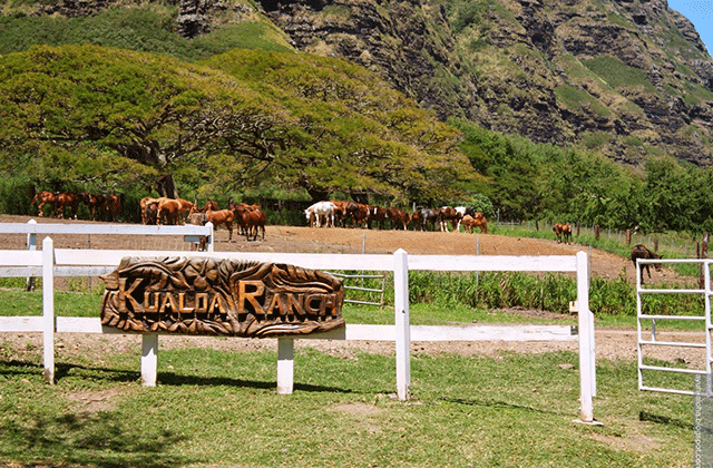 하와이 쿠알로아 랜치 익스피어리언스 투어 - UTV, 쥬라기 짚라인, 바이크
