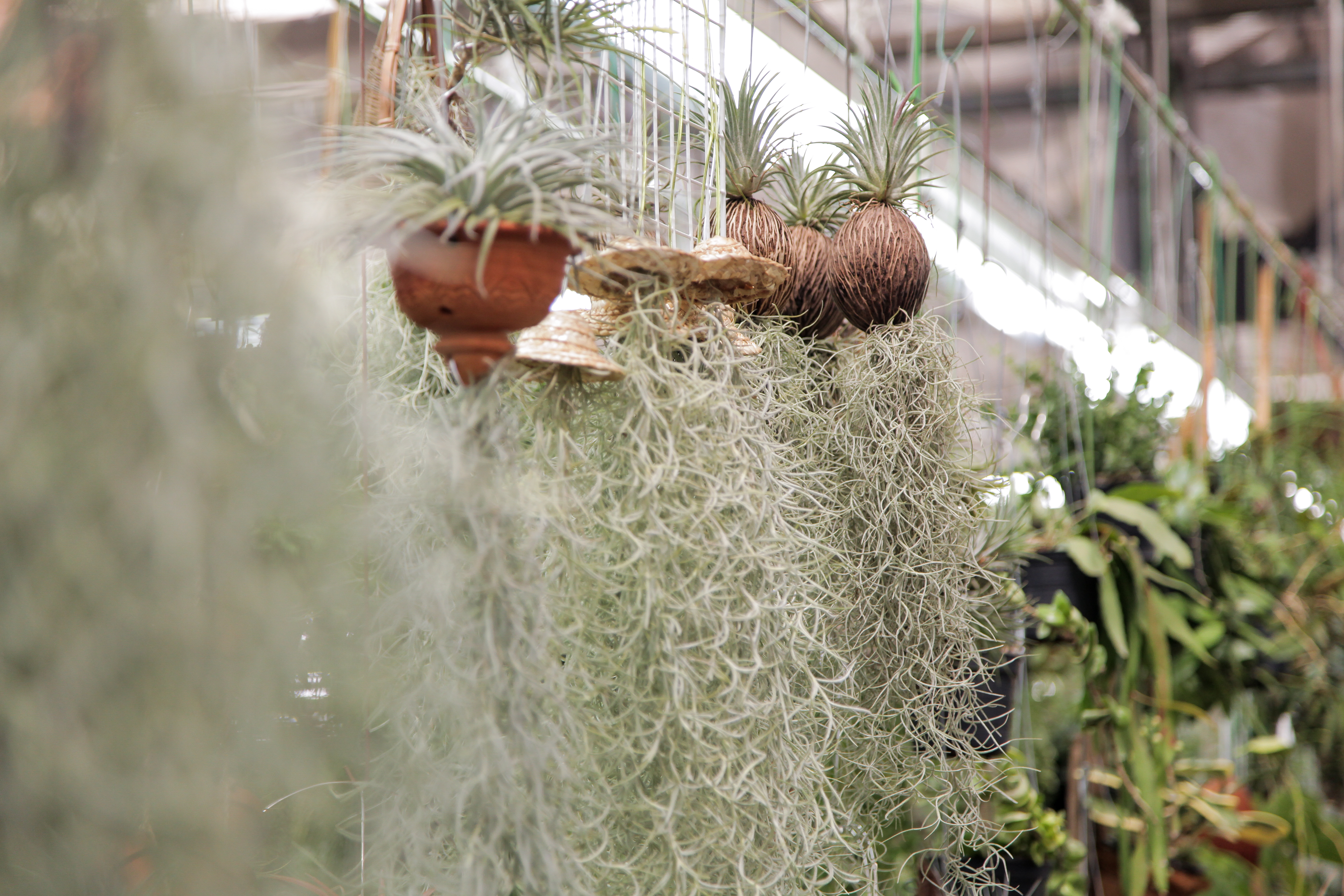 Yangjae Flower Market Tour & Floral Design Class