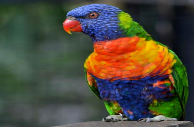 activity_detail_image