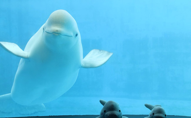 경남 거제 씨월드 입장권