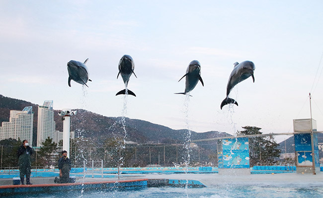 경남 거제 씨월드 입장권