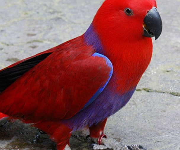 activity_detail_image