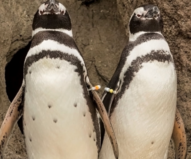 activity_detail_image