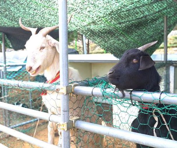 activity_detail_image